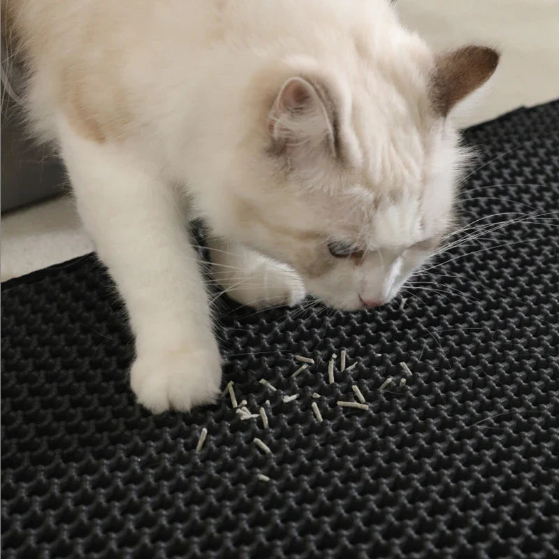 Pet Accessories